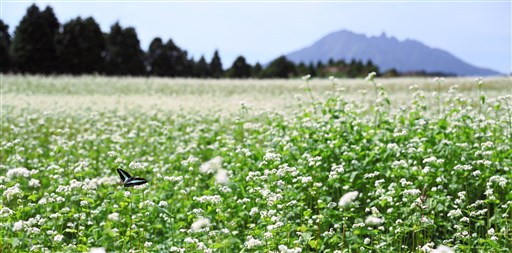 純白のソバ 高原の畑染める 熊本県阿蘇市波野 熊本日日新聞社