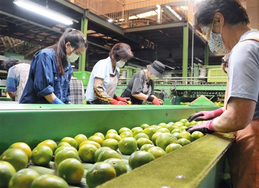 色よし味よし 肥のあかり 温州ミカン 産地の宇城地域で出荷始まる 熊本日日新聞社