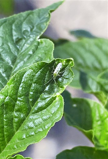 生物農薬 熊本県内でも活躍 農作物の病害虫を天敵が駆除 ナス イチゴ 環境保全 作業効率化 熊本日日新聞社