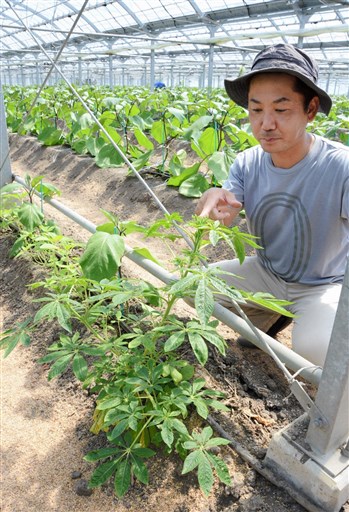 生物農薬 熊本県内でも活躍 農作物の病害虫を天敵が駆除 ナス イチゴ 環境保全 作業効率化 熊本日日新聞社