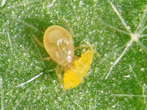 生物農薬 熊本県内でも活躍 農作物の病害虫を天敵が駆除 ナス イチゴ 環境保全 作業効率化 熊本日日新聞社