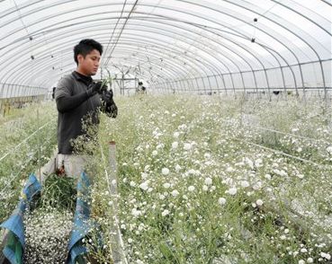 カスミソウ 淡く白く 菊池地域で出荷始まる 熊本日日新聞社