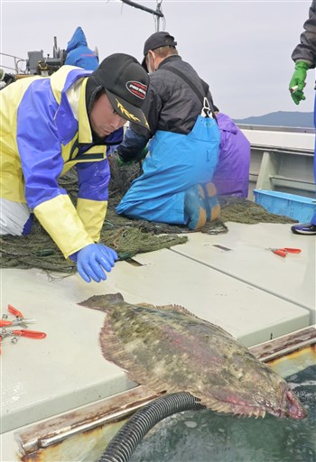 旬の高級魚ヒラメ 刺し網漁が本格化 天草市沖 熊本日日新聞社