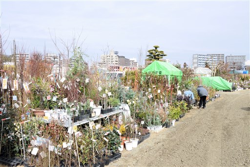 春の植木市 ２月１日開幕 熊本市の白川河川敷 熊本日日新聞社