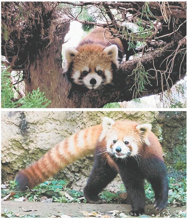 レッサーパンダ ３月来園 熊本市動植物園 熊本日日新聞社