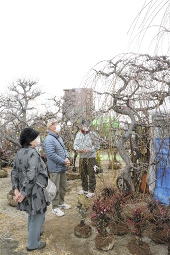 くまもと春の植木市 が開幕 コロナ対策も徹底 熊本市の白川河川敷 熊本日日新聞社