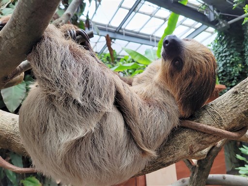 新たな仲間 見に来てね 熊本市動植物園にナマケモノとヒョウモンガメ 熊本日日新聞社