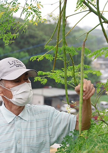 熱帯植物のモリンガ実った インド原産 熊本の気候では希少 熊本日日新聞社