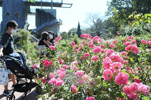 バラ５３０種 心癒やす甘い香り 熊本県農業公園で 秋のまつり 18日まで 熊本日日新聞社