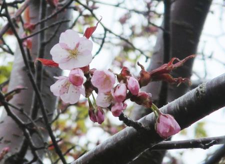 日本一遅い桜開花 稚内と釧路 熊本日日新聞社