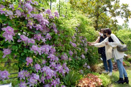 とっとり花回廊でクレマチス見頃 熊本日日新聞社