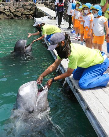 クジラが歯磨き 和歌山県太地町 熊本日日新聞社