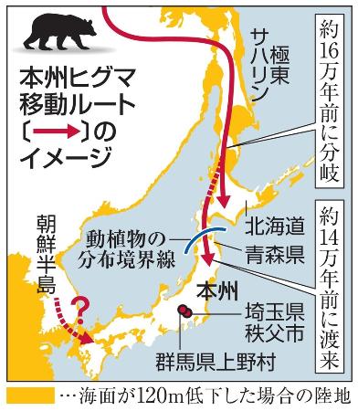 本州のヒグマは新系統 化石からｄｎａ抽出に成功 共同通信 熊本日日新聞社