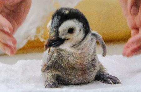 赤ちゃんペンギン公開 和歌山 熊本日日新聞社