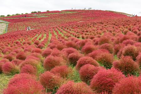 ふんわりコキアが見頃に 茨城 ひたち海浜公園 真っ赤に３万本 共同通信 熊本日日新聞社