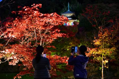 京都で色づく紅葉 ライトアップ 左京区の永観堂で試験点灯 共同通信 熊本日日新聞社