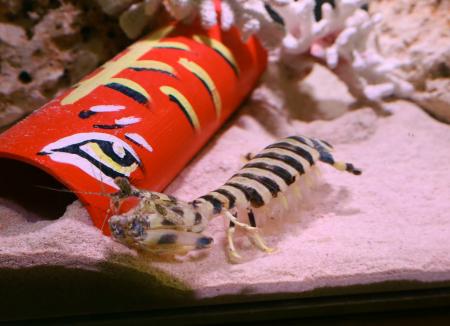 トラ模様 映えるシャコ 鳥取の水族館で新年展示 共同通信 熊本日日新聞社