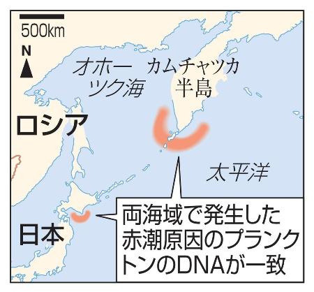 プランクトンのｄｎａ一致 北海道とロシアの赤潮原因 共同通信 熊本日日新聞社