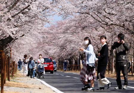 福島 富岡町 夜の森 桜まつり 規制の柵撤去 準備宿泊も 共同通信 熊本日日新聞社