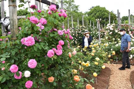 　とっとり花回廊で開催中の「ばらまつり」＝２０日、鳥取県南部町
