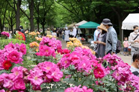 　大阪市西区の靱公園で始まった「春のバラ祭」で満開のバラを楽しむ人たち＝２１日