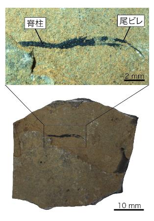 ４億年前の化石 正体が判明 陸の脊椎動物の祖先 理研 共同通信 熊本日日新聞社
