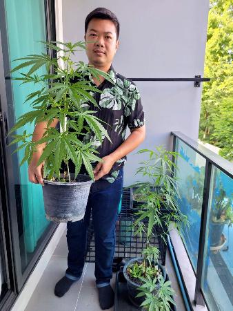 　９日、タイの首都バンコクに隣接するノンタブリ県の自宅で大麻栽培を始めたクロンパサートさん（共同）
