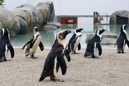 素のペンギン」感じて 仙台、水族館新施設が公開（共同通信）｜熊本日