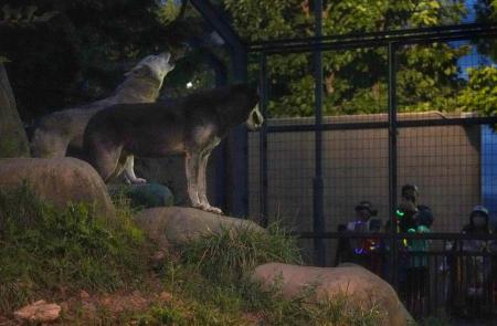 　旭山動物園の「夜の動物園」で遠ぼえするシンリンオオカミ＝１０日夕、北海道旭川市