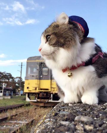 ２代目ネコ駅長 らぶ 天国へ 福島 会津鉄道の芦ノ牧温泉駅 共同通信 熊本日日新聞社