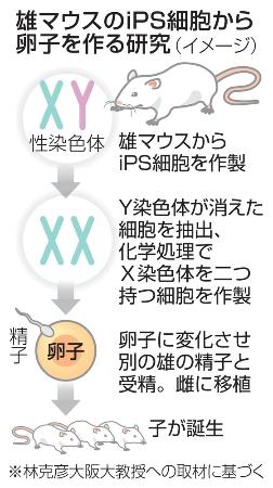 雄マウスのｉＰＳ細胞から卵子 世界初、受精させて子も誕生（共同通信