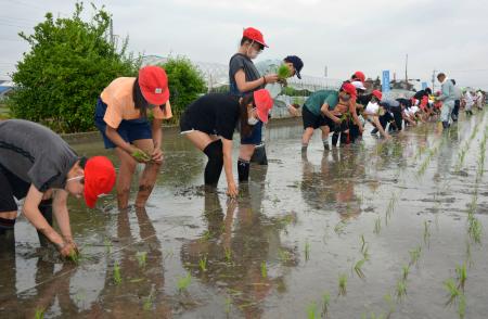 　「奇跡の復興米」の苗を植える小学生ら＝２９日午前、大阪府富田林市