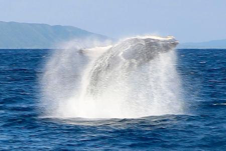 　鹿児島県・奄美大島沖でジャンプするクジラ＝１月
