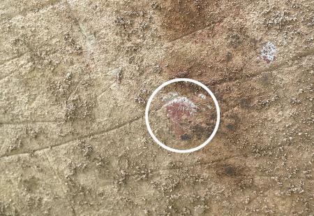 　吉野ケ里遺跡で見つかった石棺墓のふたの裏に付着した赤色顔料（円内）＝５日（佐賀県提供）