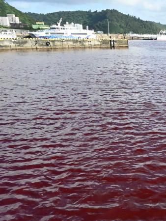　オリオンビール名護工場から赤く着色された冷却水が流れ込んだ名護漁港＝２７日午後４時３１分、沖縄県名護市
