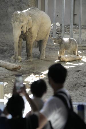 　札幌市の円山動物園で一般公開されたアジアゾウの赤ちゃん（右）と母親のパール＝１５日午前