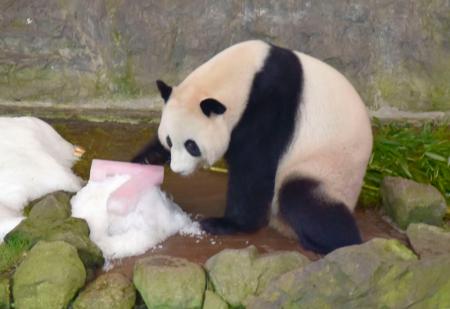 　７歳の誕生日を迎え、氷をプレゼントされたジャイアントパンダ「結浜」＝１８日午前、和歌山県白浜町のアドベンチャーワールド