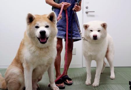 　一般社団法人「ＯＮＥ　ＦＯＲ　ＡＫＩＴＡ」で保護している秋田犬の「ごん」（左）と「かりん」＝８月、秋田市