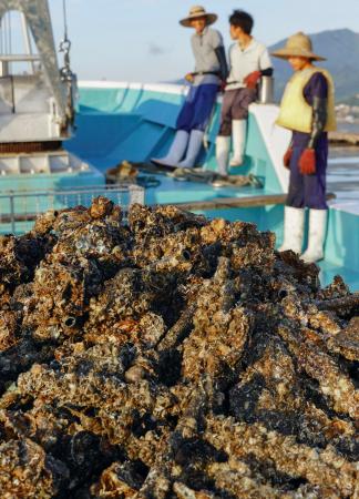 　水揚げが解禁された広島県産の養殖カキ＝１日、広島県廿日市市沖