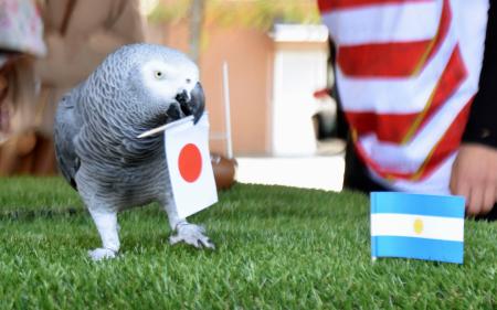 　ラグビーＷ杯フランス大会の日本―アルゼンチン戦で、日本勝利を予想したインコの「オリビア」＝６日午前、栃木県那須町