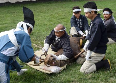 　奈良公園の鹿苑で行われた伝統行事「鹿の角切り」＝７日午後、奈良市