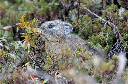 　北海道鹿追町の然別湖近くの岩場で餌をくわえるエゾナキウサギ＝１２日午前