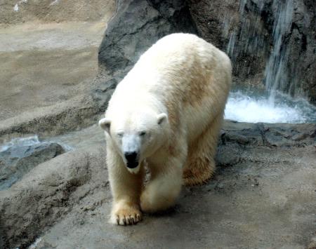 　雌のホッキョクグマ「サツキ」＝北海道旭川市（旭山動物園提供）