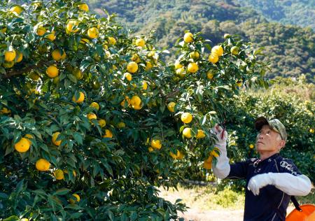 　高知県安芸市で始まったユズの収穫作業。右は小松正博さん＝１６日午後