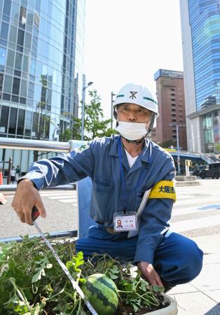 　高層ビルが立ち並ぶ環境下で成長した「ど根性スイカ」（下）＝１６日、大阪市