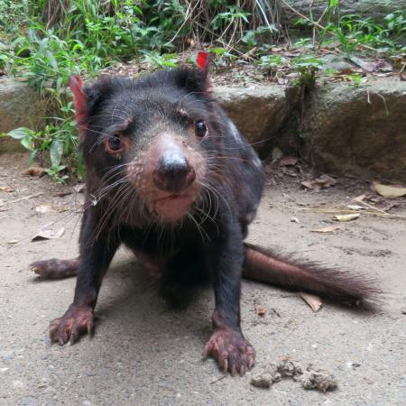 　タスマニアデビルの「テイマー」＝８月、東京都日野市の多摩動物公園（公益財団法人東京動物園協会提供）