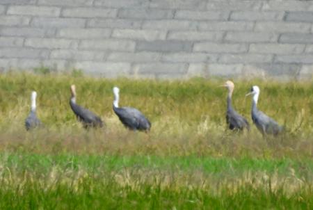 　鹿児島県出水市の出水平野に、今季初めて飛来したナベヅル＝１７日午前（大内山裕さん撮影、鹿児島県ツル保護会提供）