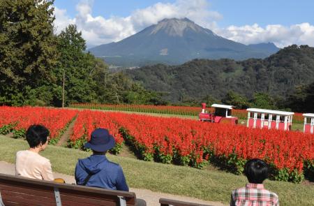 　県立フラワーパーク「とっとり花回廊」で見頃を迎えたサルビア。奥は大山＝１２日、鳥取県南部町