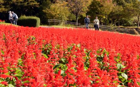 　県立フラワーパーク「とっとり花回廊」で見頃を迎えたサルビア＝１２日、鳥取県南部町