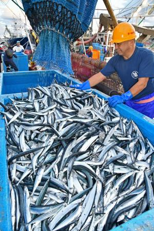 　福島県いわき市の小名浜港に今季初めて水揚げされたサンマ＝２１日午前